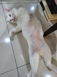 Bao - Turkish Angora + Domestic Short Hair Cat