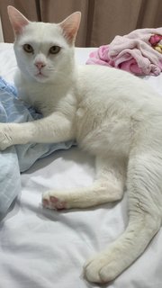 Bao - Turkish Angora + Domestic Short Hair Cat