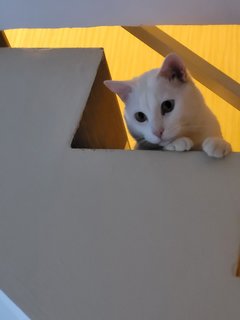 Bao - Turkish Angora + Domestic Short Hair Cat