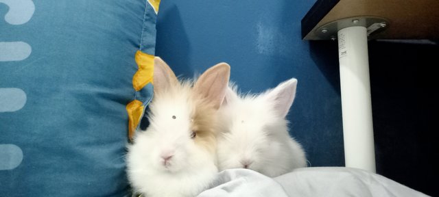 Jibba And Lily  - Lionhead Rabbit