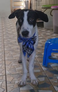 Snoopy - Mixed Breed Dog