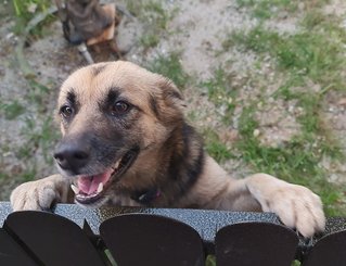 Bella - German Shepherd Dog Mix Dog