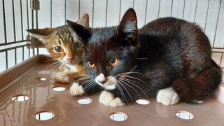 Benji &amp; Benni - Domestic Short Hair + Tabby Cat