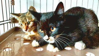 Benji &amp; Benni - Domestic Short Hair + Tabby Cat