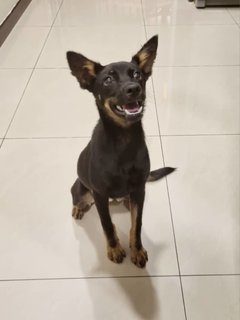 Potato (Small Sized Dog) - Miniature Pinscher Mix Dog