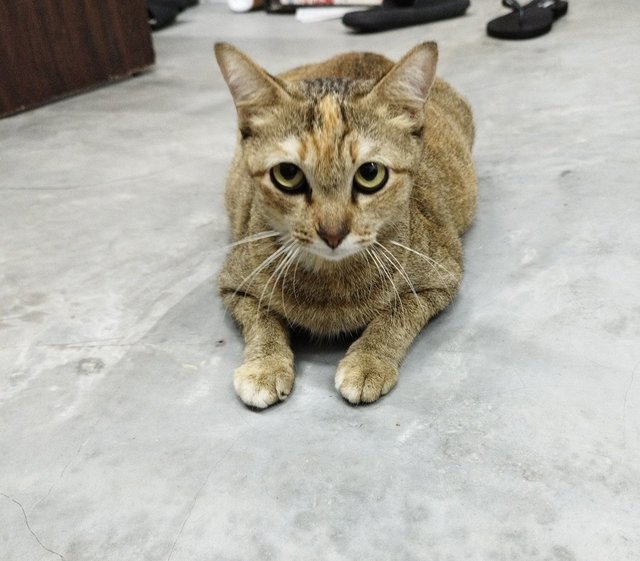 Momo - Domestic Short Hair Cat