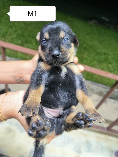 Puppies  - Mixed Breed Dog