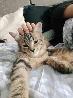 Artemis Morgause - Maine Coon + Bengal Cat