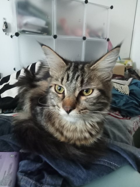 Ersa Morgana - Maine Coon + Bengal Cat