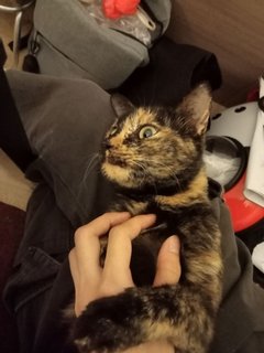 Mio Tomoko  澪 友子 - Tortoiseshell + Domestic Short Hair Cat