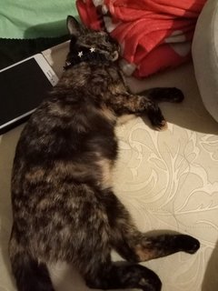 Mio Tomoko  澪 友子 - Tortoiseshell + Domestic Short Hair Cat