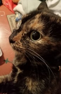 Mio Tomoko  澪 友子 - Tortoiseshell + Domestic Short Hair Cat