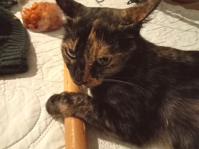 Mio Tomoko  澪 友子 - Tortoiseshell + Domestic Short Hair Cat