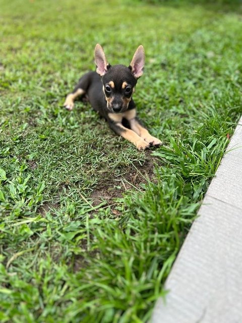 Henna &amp; Castle - Mixed Breed Dog