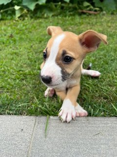 Henna &amp; Castle - Mixed Breed Dog