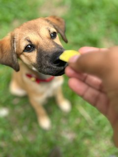 Lavender  - Mixed Breed Dog