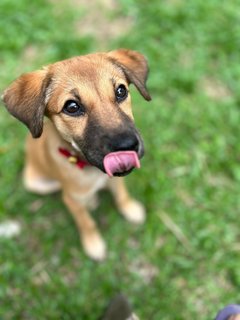 Lavender  - Mixed Breed Dog