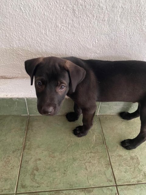 Black Puppy - Mixed Breed Dog