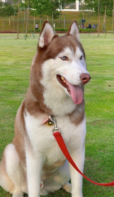 Lambo - Siberian Husky Dog