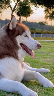 Lambo - Siberian Husky Dog