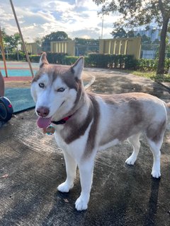 Lambo - Siberian Husky Dog