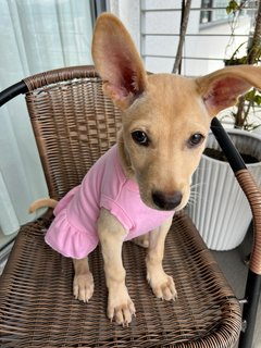 Little Marley (Labrador Yellow Fur) - Mixed Breed Dog