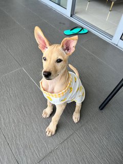 Little Marley (Labrador Yellow Fur) - Mixed Breed Dog