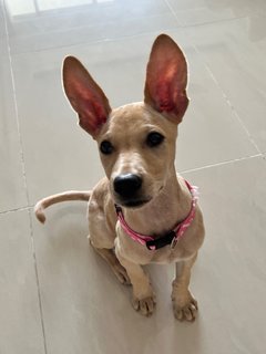 Little Marley (Labrador Yellow Fur) - Mixed Breed Dog