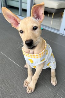 Little Marley (Labrador Yellow Fur) - Mixed Breed Dog