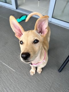 Little Marley (Labrador Yellow Fur) - Mixed Breed Dog