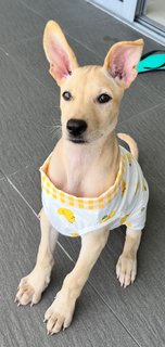 Little Marley (Labrador Yellow Fur) - Mixed Breed Dog