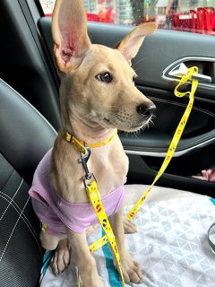 Little Marley (Labrador Yellow Fur) - Mixed Breed Dog