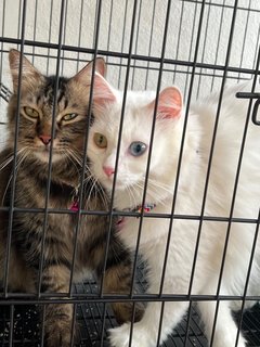 Zuzu &amp; Jennu - Persian Cat