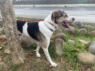 Oliver - Mixed Breed Dog