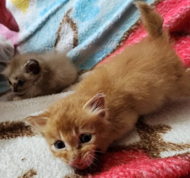 Brownie N Snowy - Domestic Medium Hair Cat