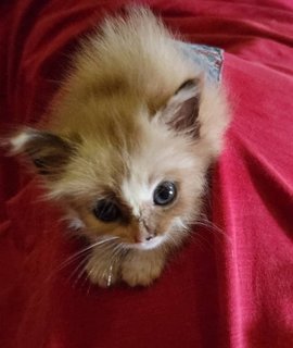 Brownie N Snowy - Domestic Medium Hair Cat