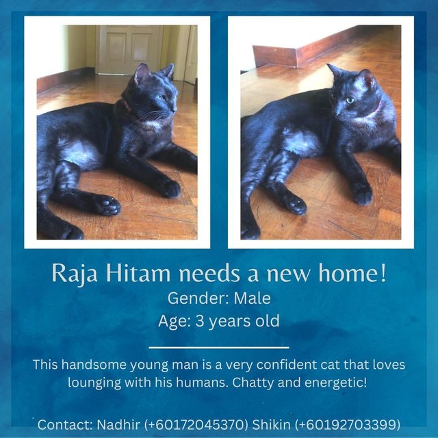 Raja Hitam - Domestic Short Hair Cat