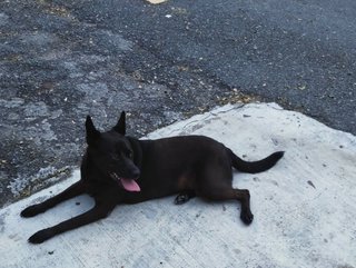 Chocolate - Mixed Breed Dog