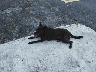 Chocolate - Mixed Breed Dog