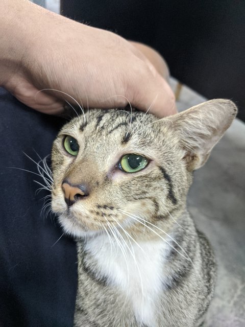 Tiger - Tabby + Domestic Short Hair Cat