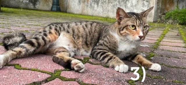 Stripy  - Domestic Short Hair Cat