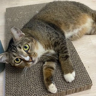 Myrina The Warrior Princess - Domestic Short Hair + Tabby Cat