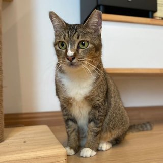 Myrina The Warrior Princess - Domestic Short Hair + Tabby Cat