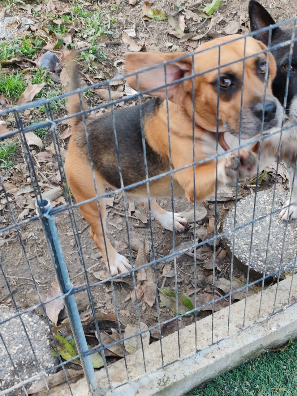 Bomba - Beagle Dog