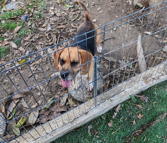 Bomba - Beagle Dog