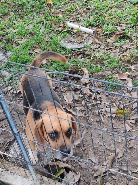 Bomba - Beagle Dog