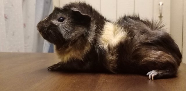 Berry - Guinea Pig Small & Furry