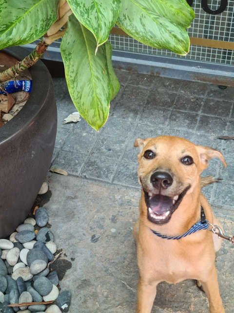 Roo - Mixed Breed Dog