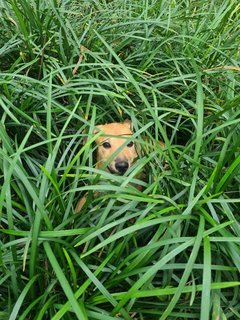 Roo - Mixed Breed Dog