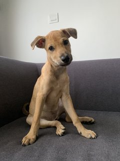 Roo - Mixed Breed Dog